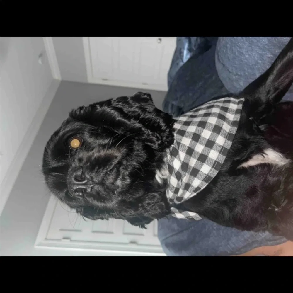 PET BANDANA